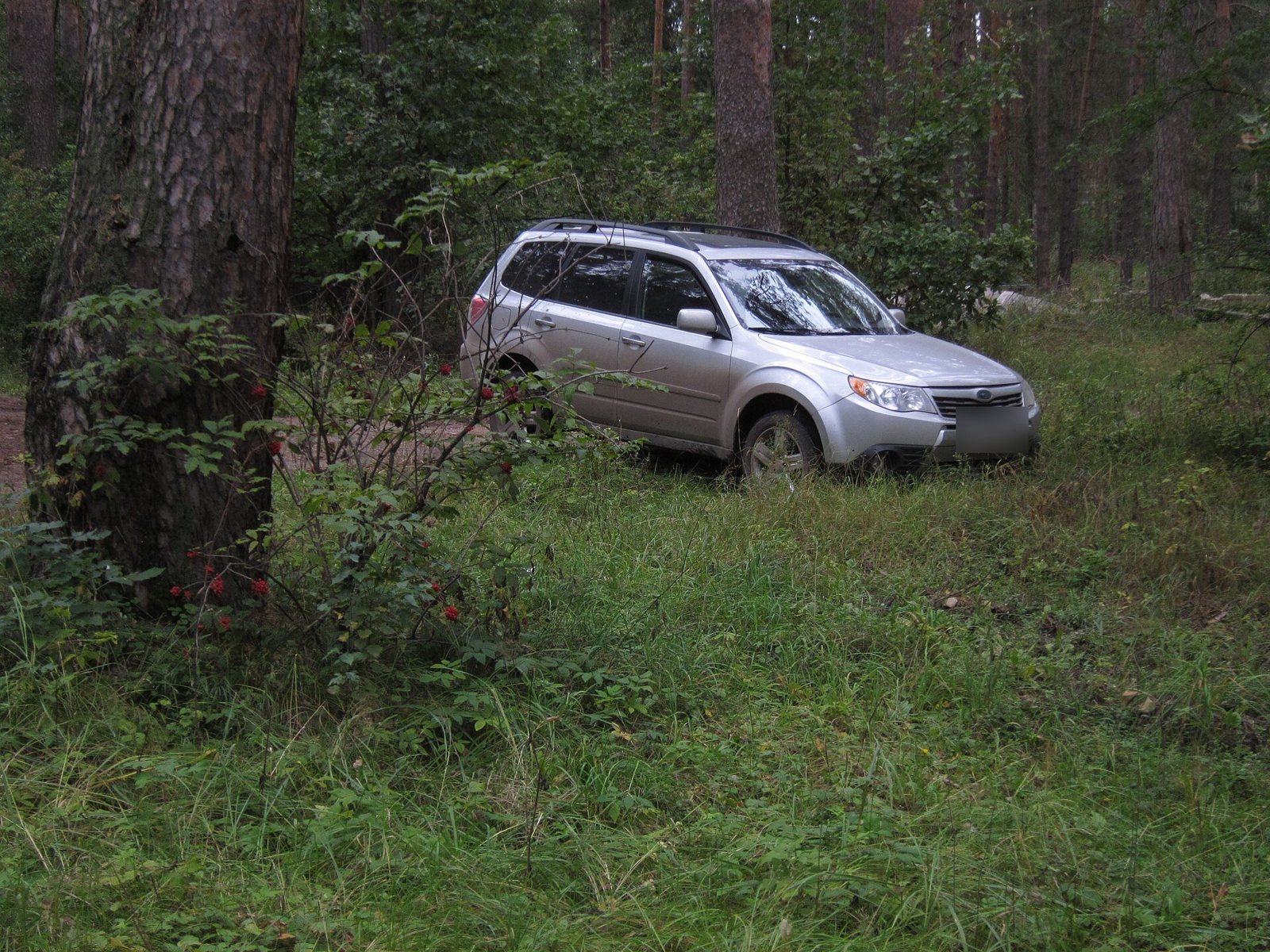 Subaru Forester SH на лесной поляне